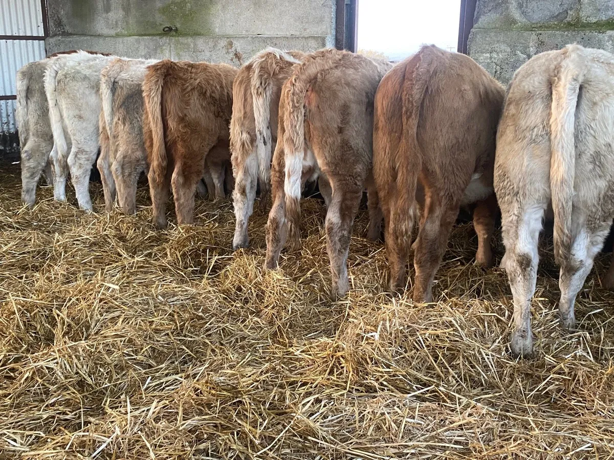 11 Super Weanling Heifers - Image 2