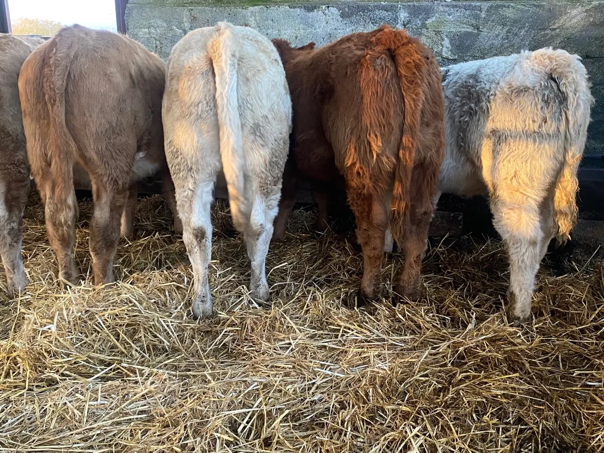 11 Super Weanling Heifers - Image 4