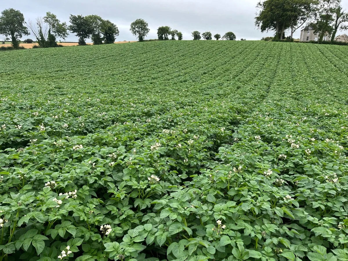 Certified Seed Potatoes - Image 1