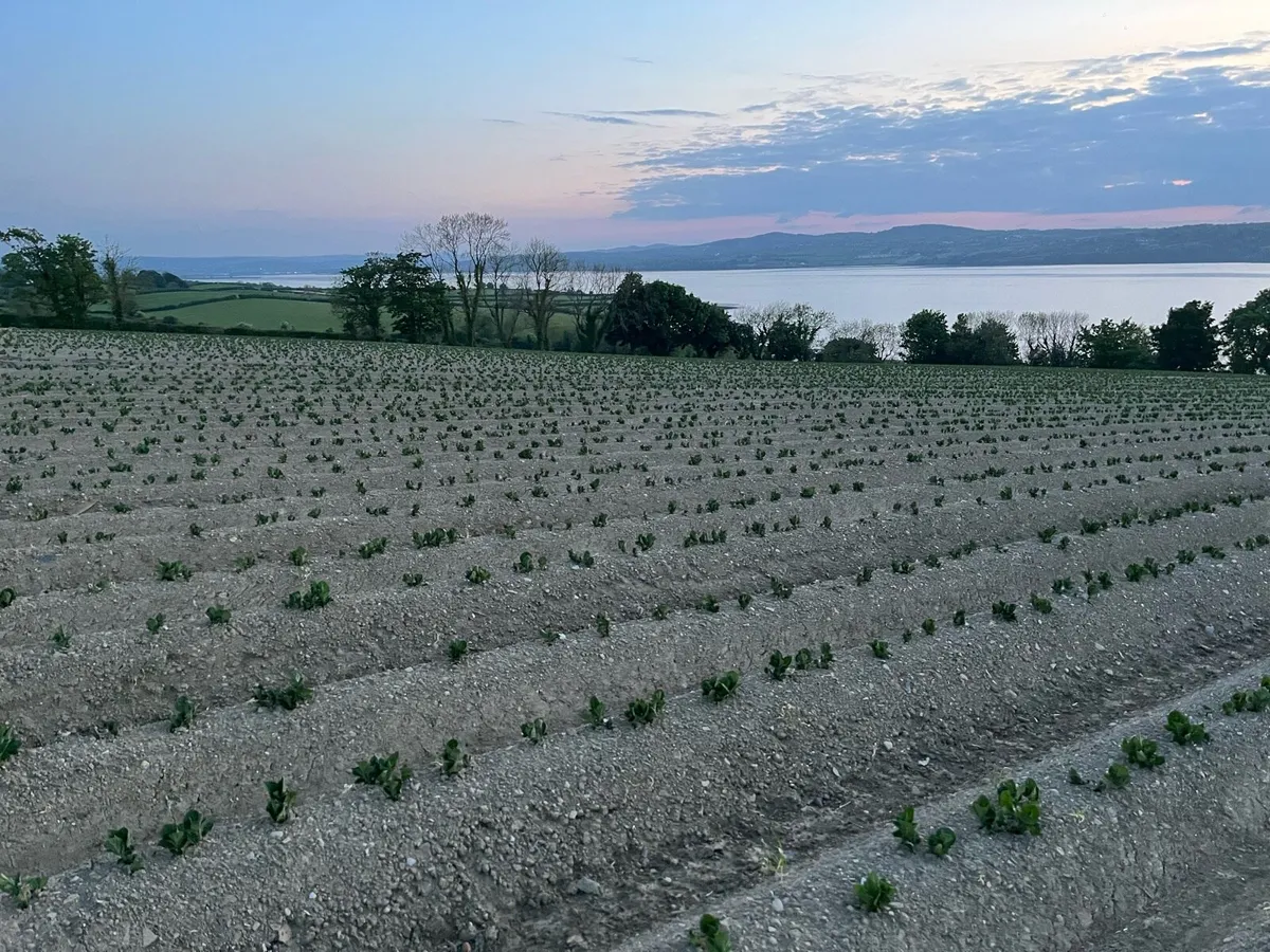 Certified Seed Potatoes - Image 3