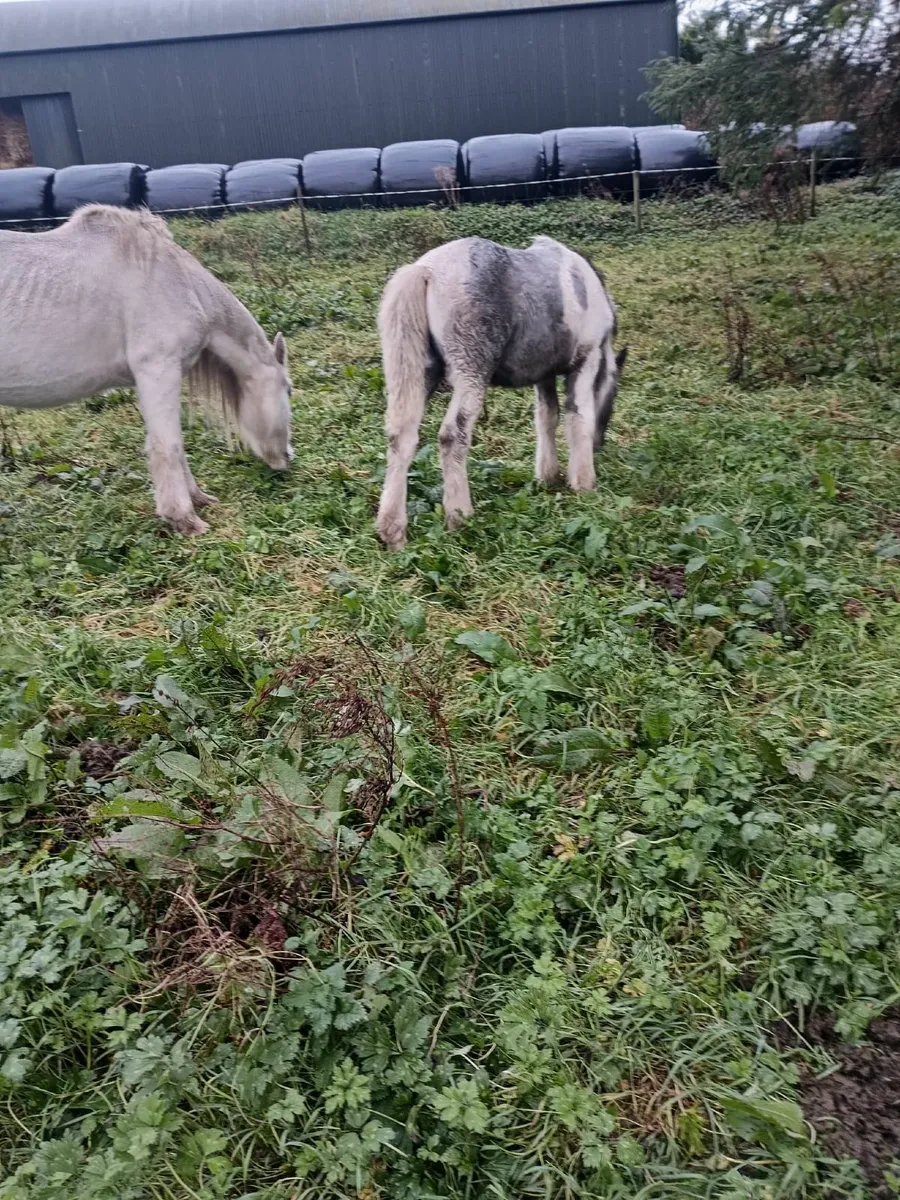 Mare & Filly foal 087 1340263 - Image 2