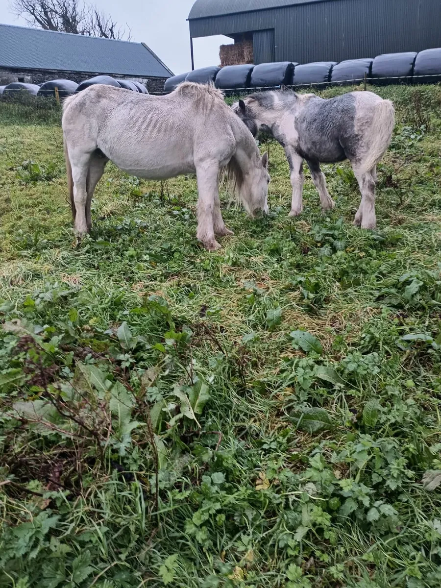 Mare & Filly foal 087 1340263 - Image 3