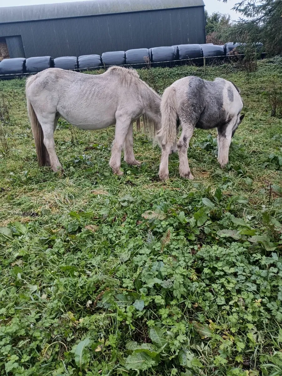 Mare & Filly foal 087 1340263 - Image 4
