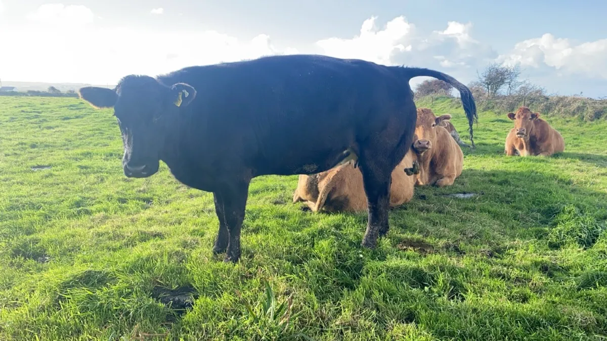 5 star Incalf heifers - Image 1