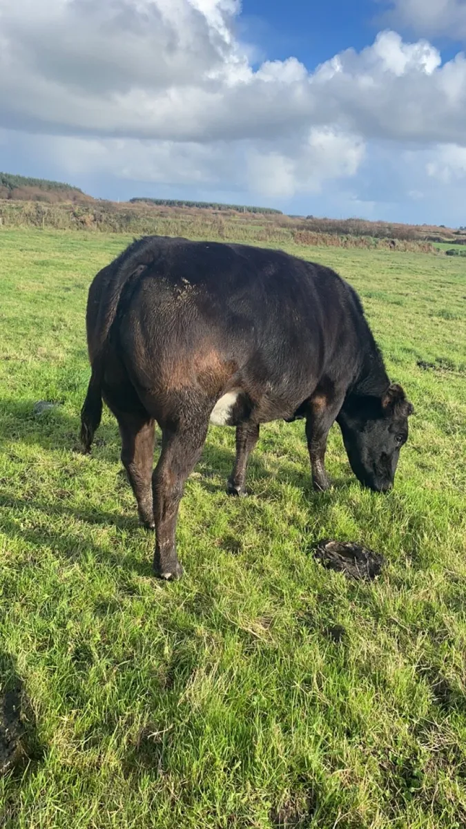 5 star Incalf heifers - Image 4