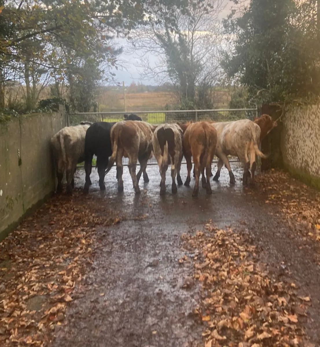 Seven continental bullock Weanlings - Image 1