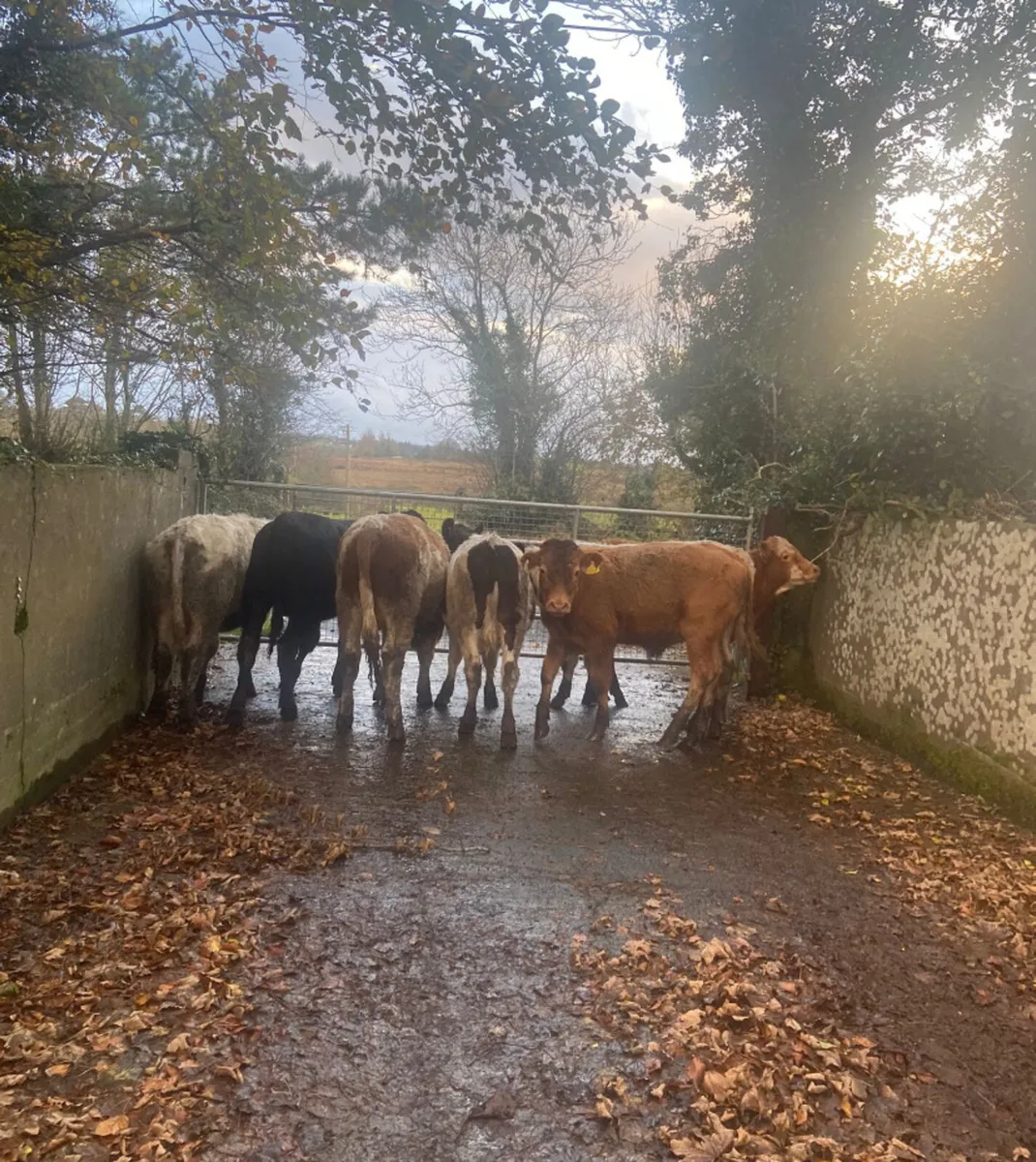 Seven continental bullock Weanlings - Image 2