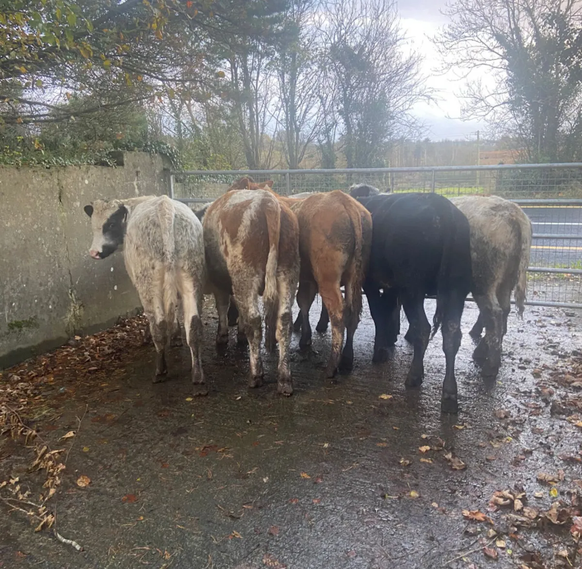Seven continental bullock Weanlings - Image 3