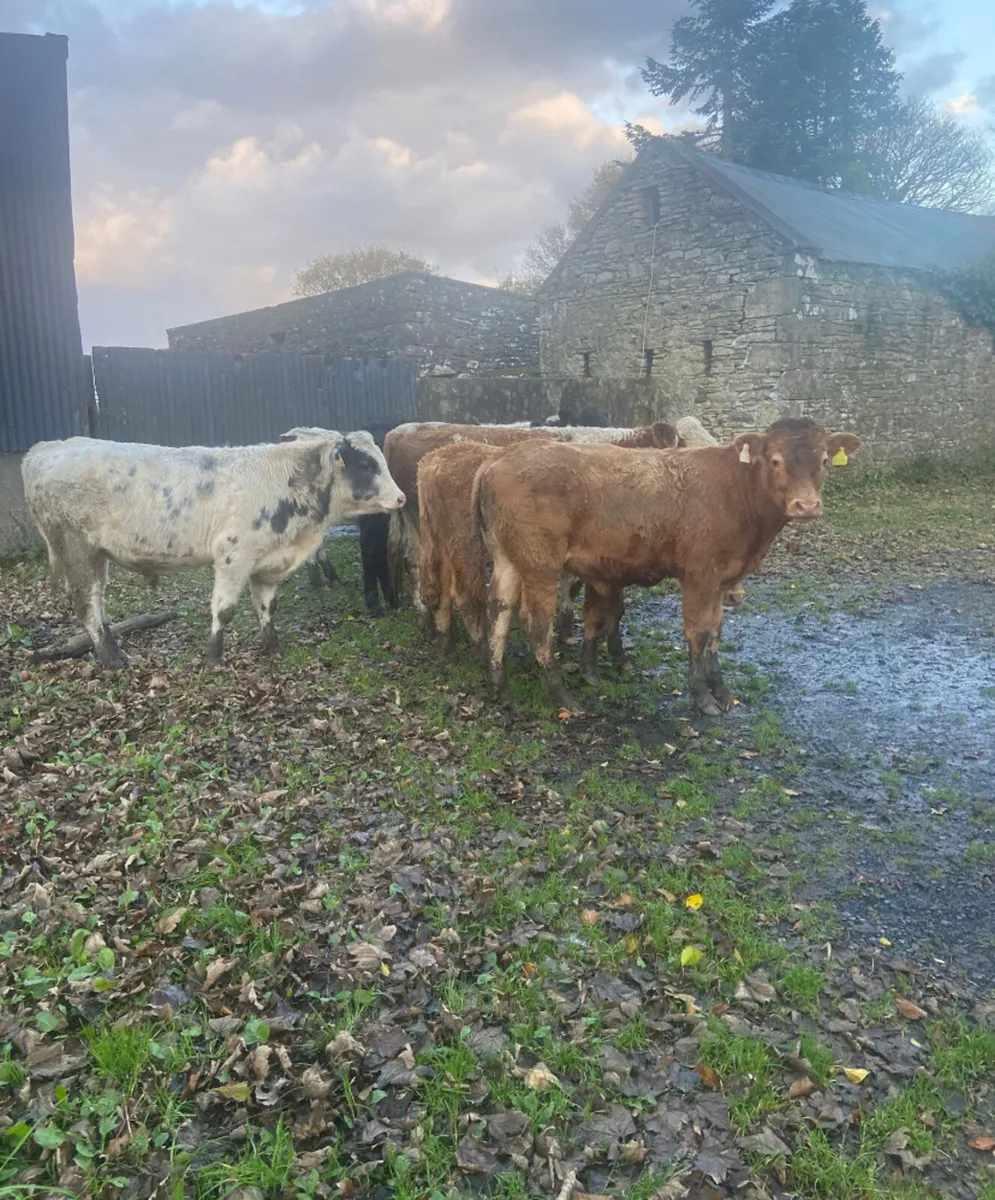 Seven continental bullock Weanlings - Image 4