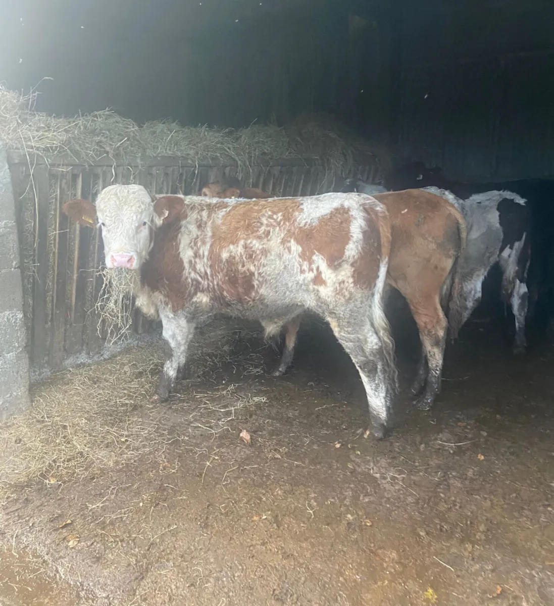 Eight continental bullock Weanlings - Image 1