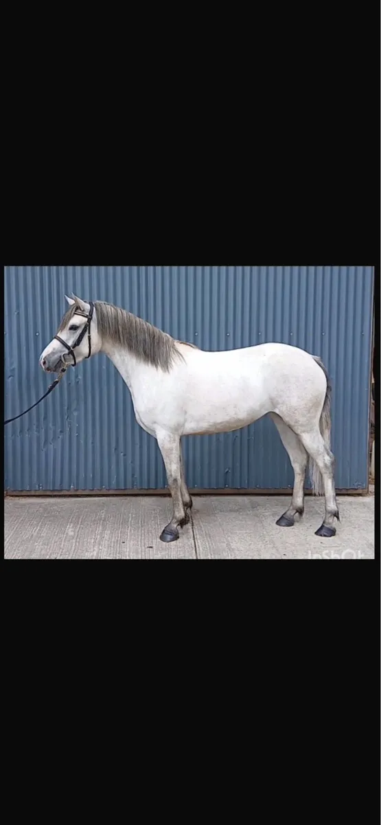 3 YEAR OLD CONNEMARA FILLY - Image 1