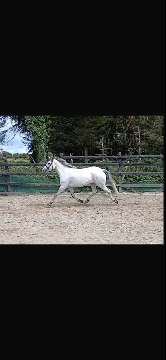 3 YEAR OLD CONNEMARA FILLY - Image 2