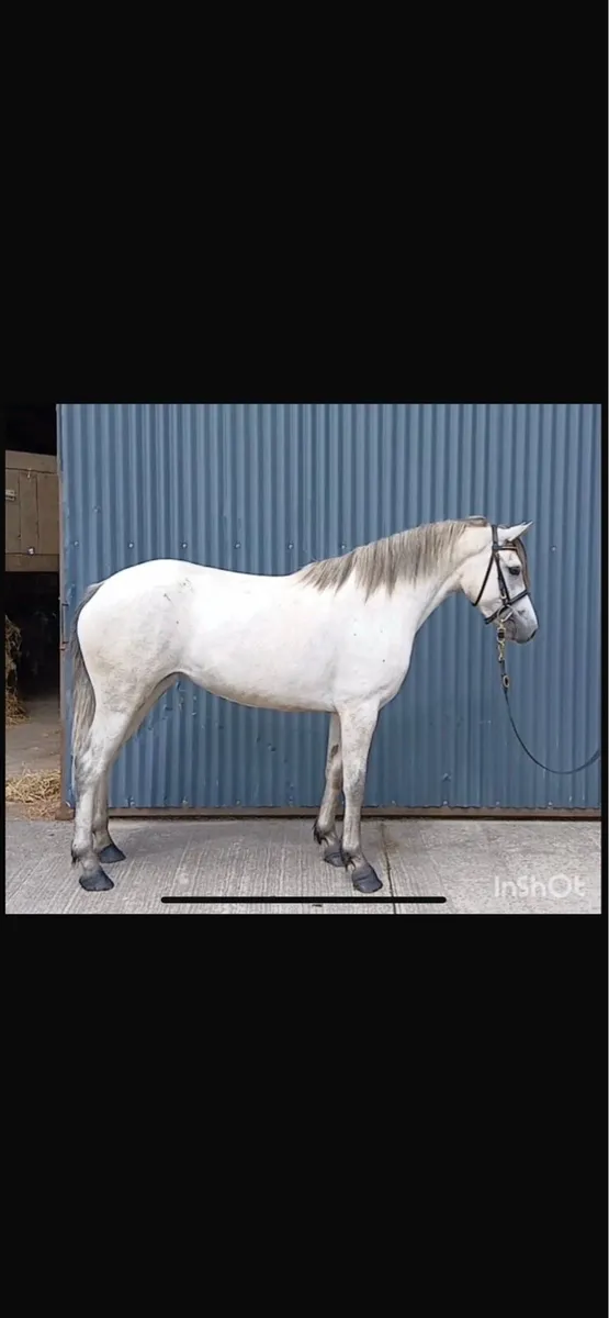 3 YEAR OLD CONNEMARA FILLY - Image 3
