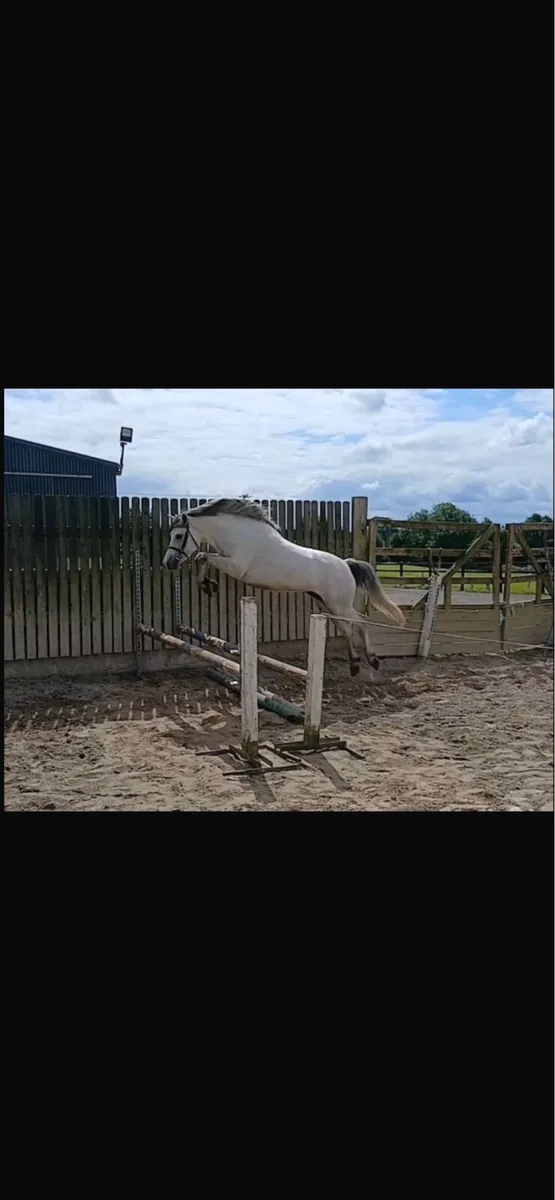 3 YEAR OLD CONNEMARA FILLY - Image 4