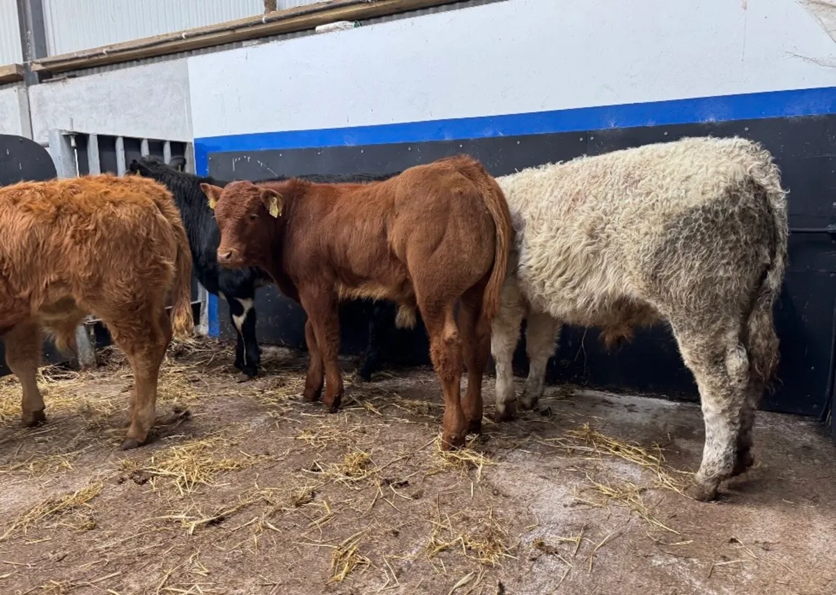 ⭐️4 Super Continental Bull Weanlings⭐️ - Image 2