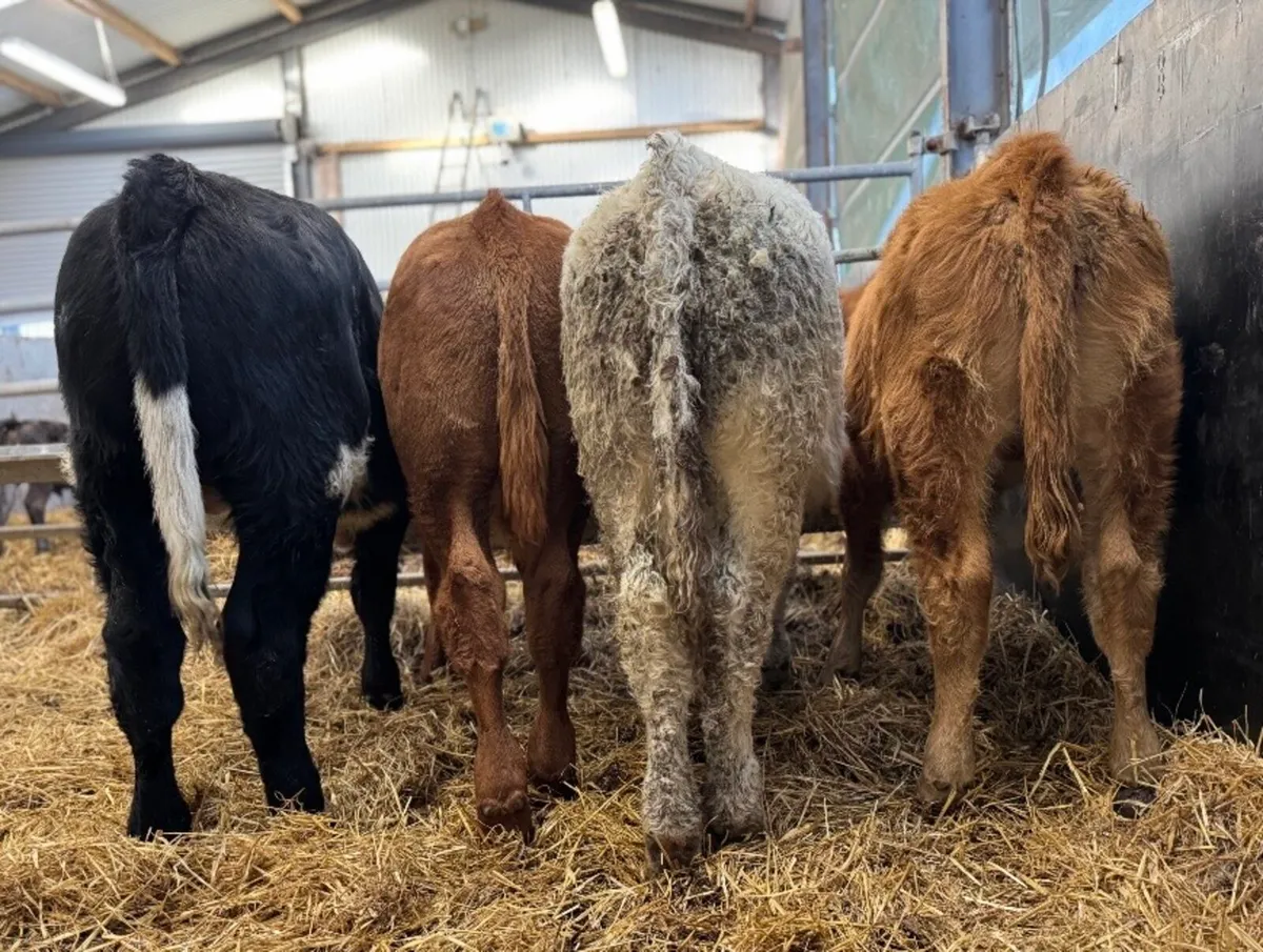 ⭐️4 Super Continental Bull Weanlings⭐️ - Image 1