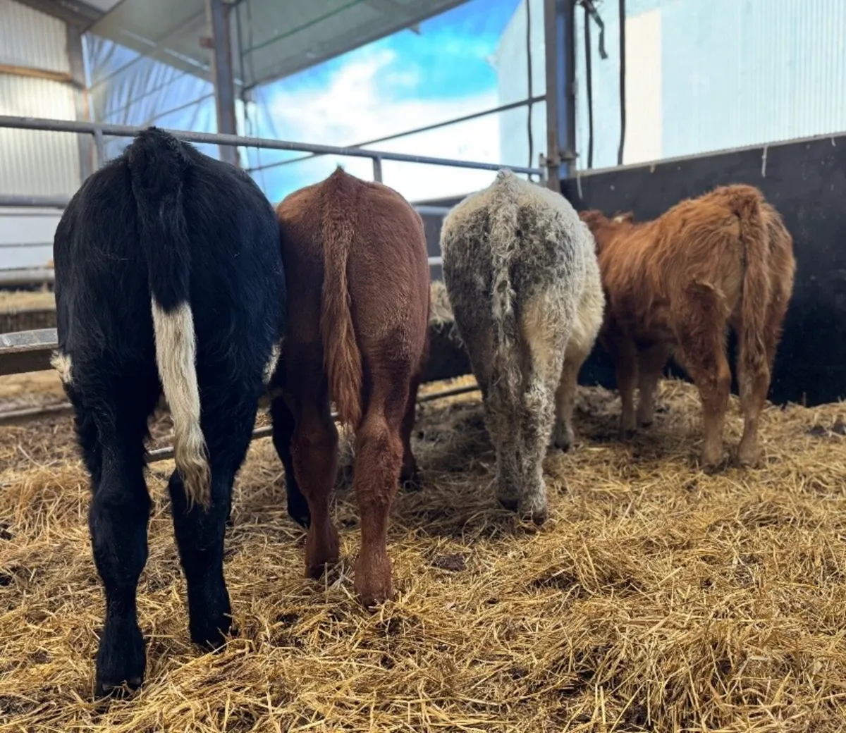 ⭐️4 Super Continental Bull Weanlings⭐️ - Image 3