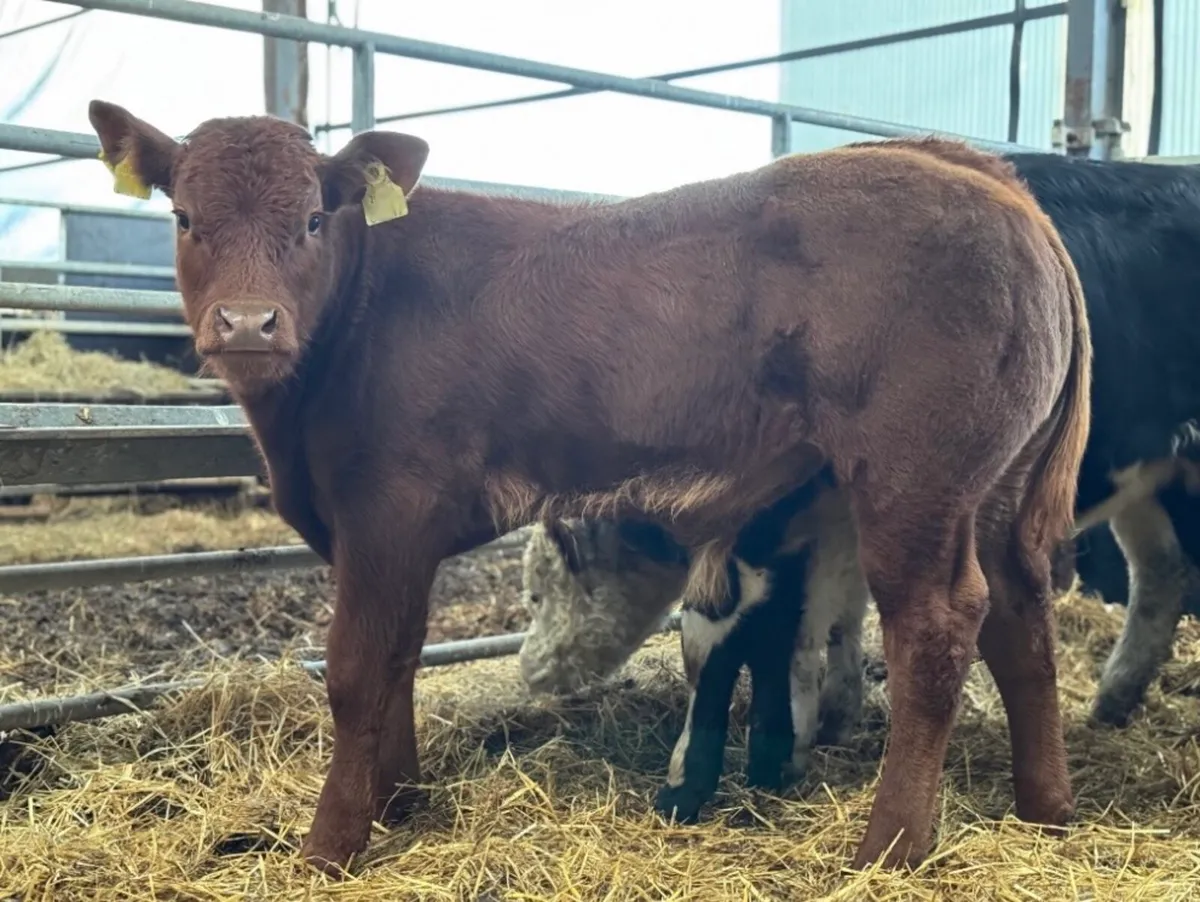 ⭐️4 Super Continental Bull Weanlings⭐️ - Image 4