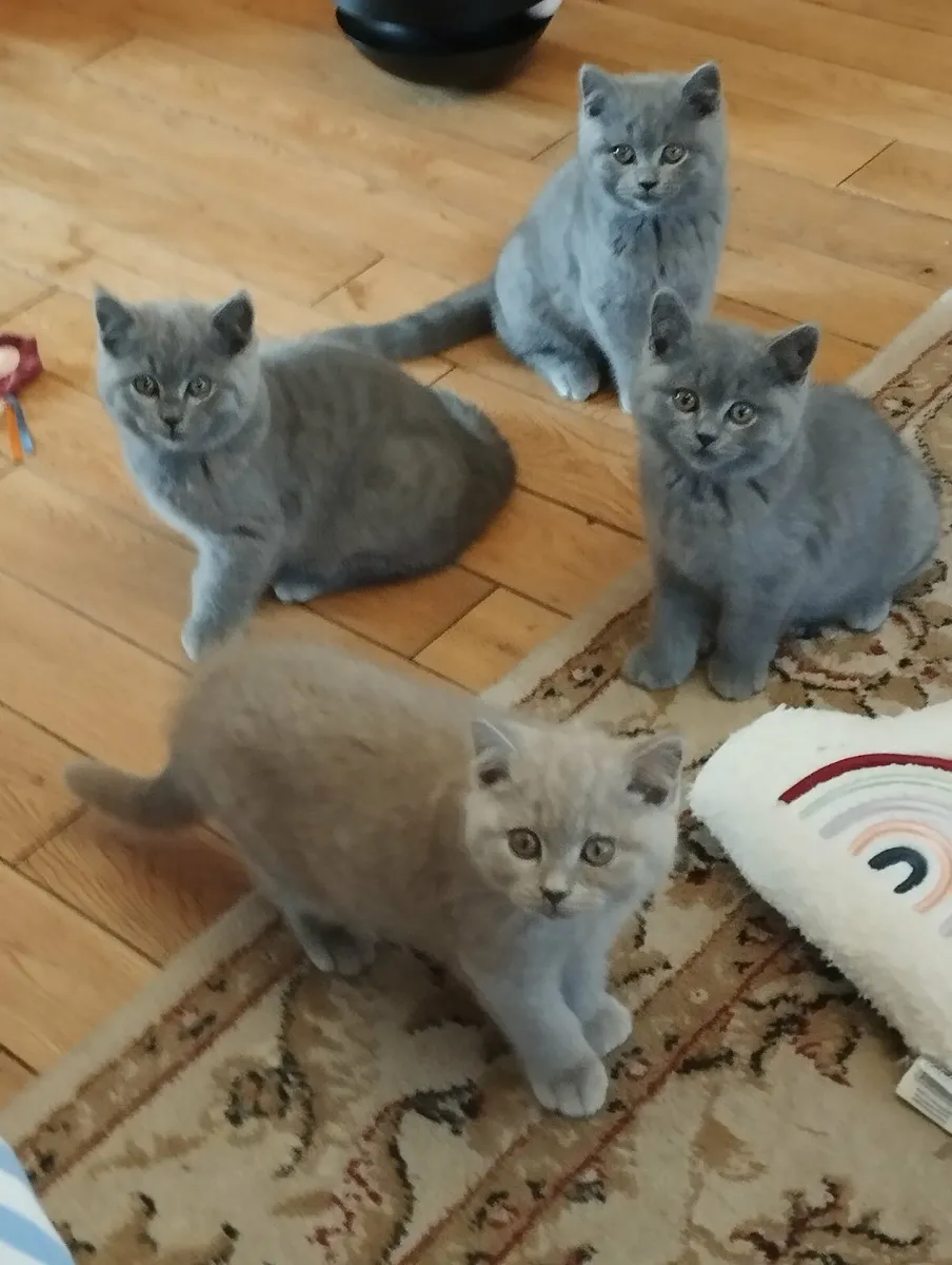 Golden and blue short-hair british kittens - Image 1