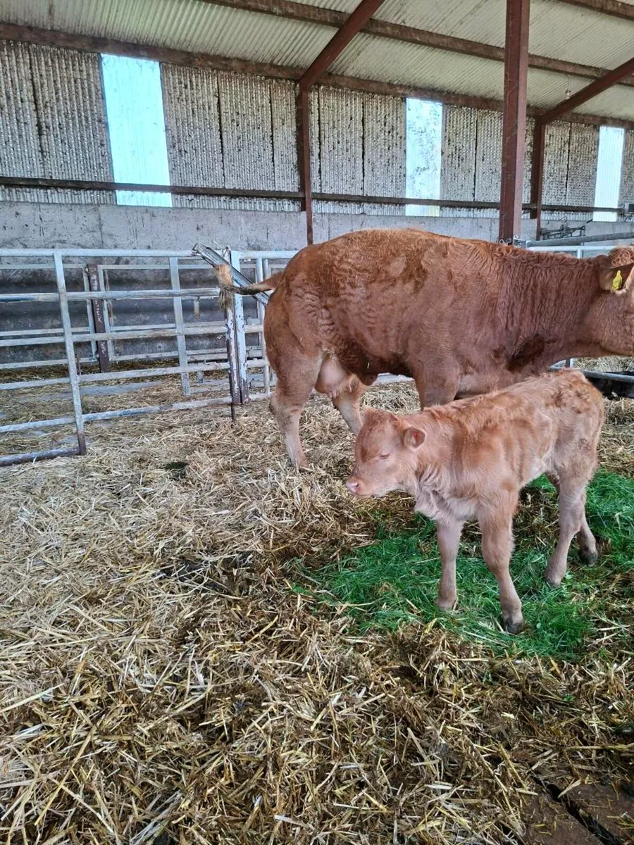 Two 5 Star Genotyped Calved Hfs - Image 3