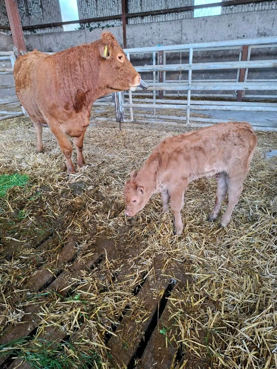 Two 5 Star Genotyped Calved Hfs - Image 4