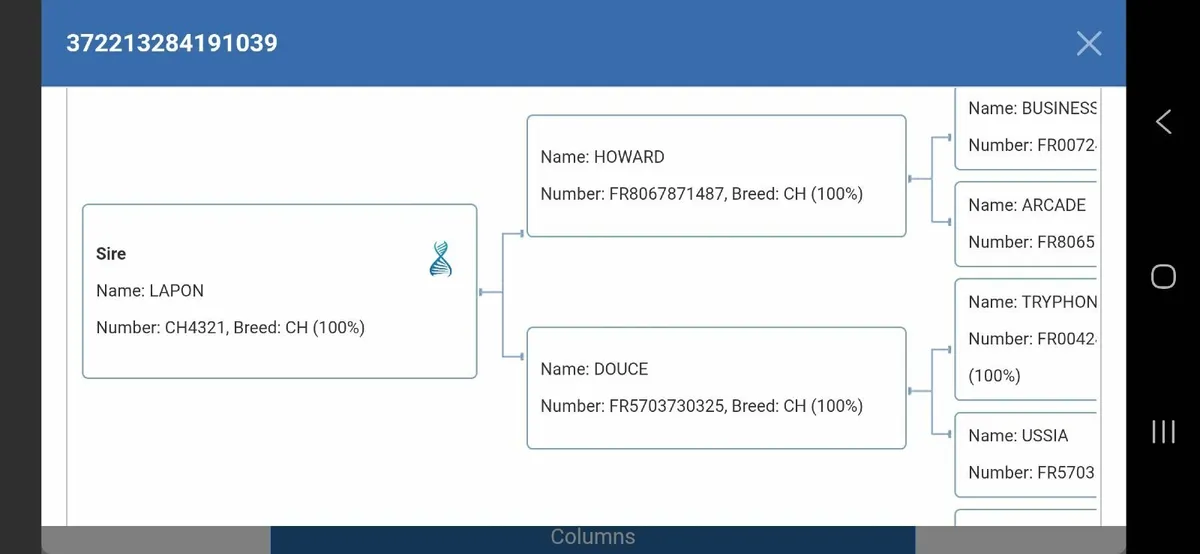 PBR CH bull - Image 2