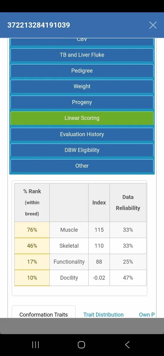 PBR CH bull - Image 3