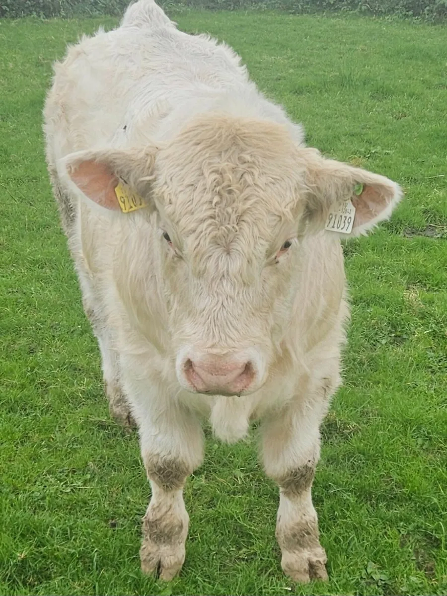 PBR CH bull - Image 1