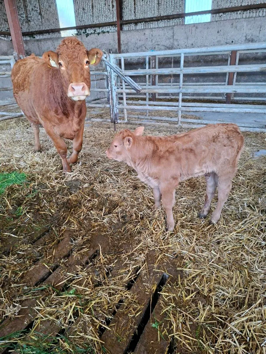 Two 5 Star Genotyped Calved Hfs - Image 1