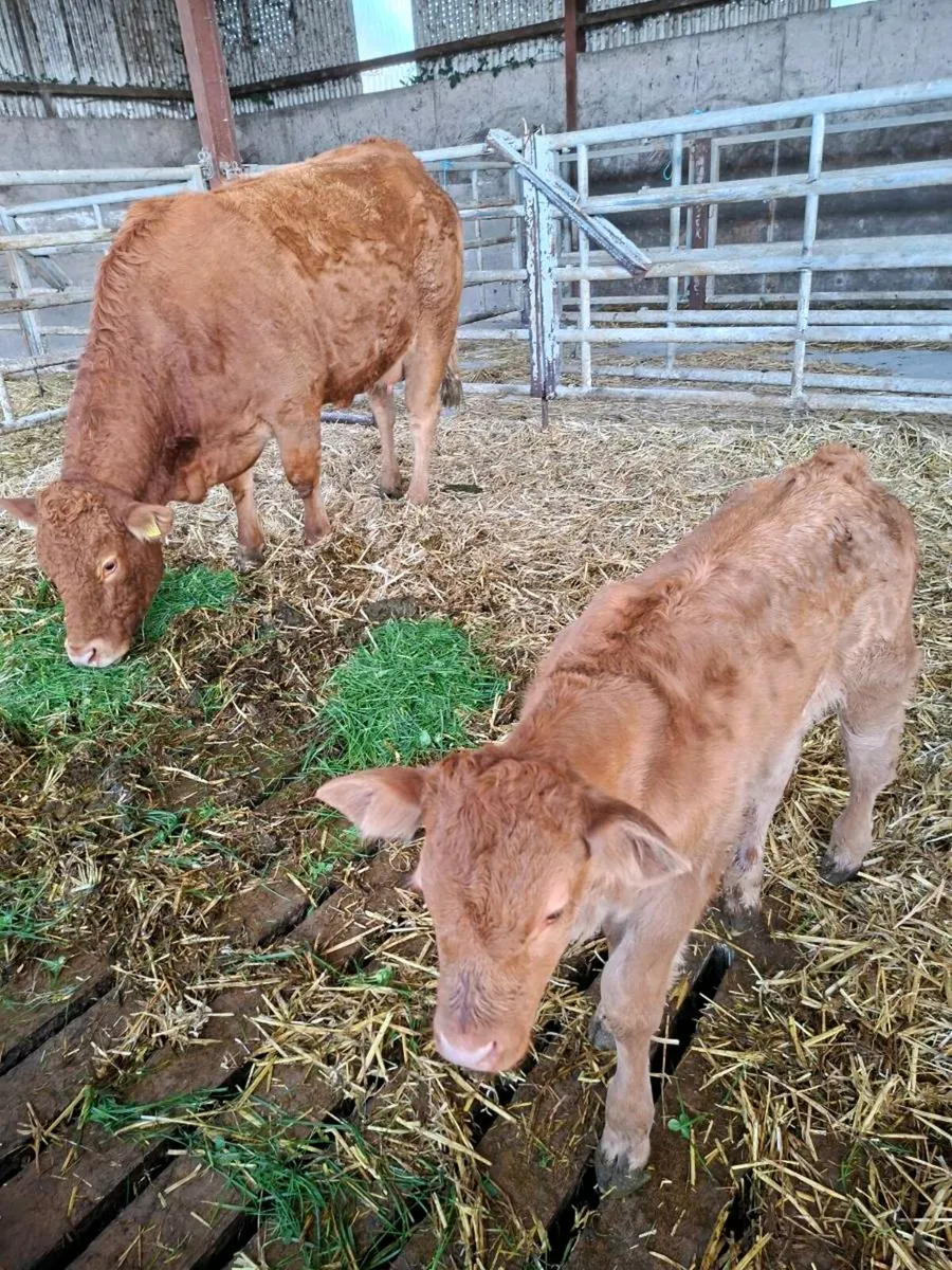 Two 5 Star Genotyped Calved Hfs - Image 2
