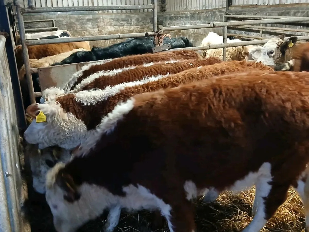 7 Smashing Hereford Heifer Weanlings - Image 1