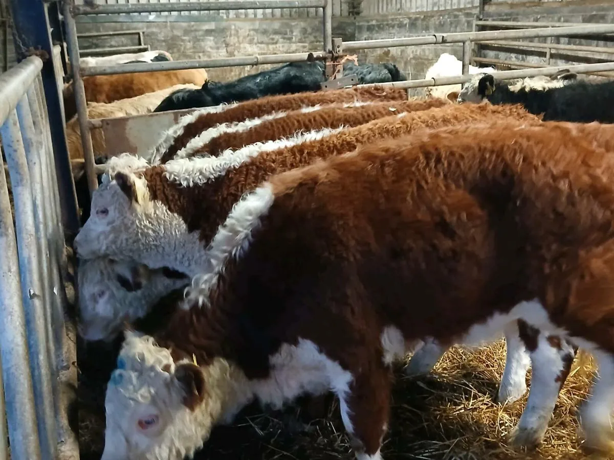 7 Smashing Hereford Heifer Weanlings - Image 2