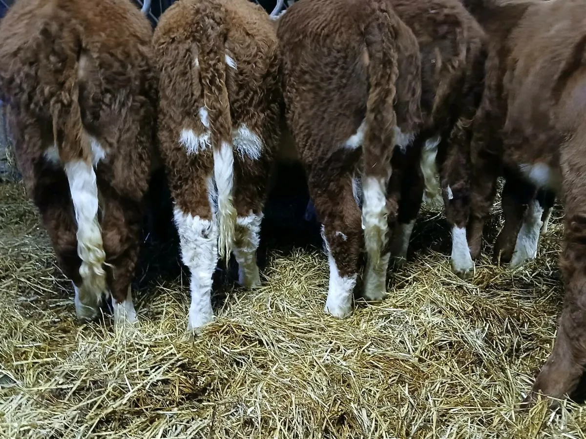 7 Smashing Hereford Heifer Weanlings - Image 3