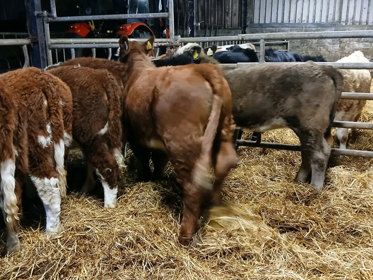 7 Smashing Hereford Heifer Weanlings - Image 4