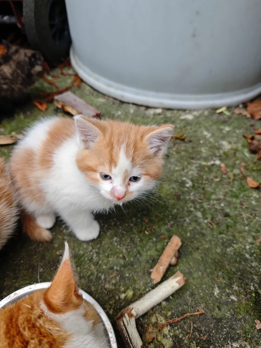 Kittens - Image 3
