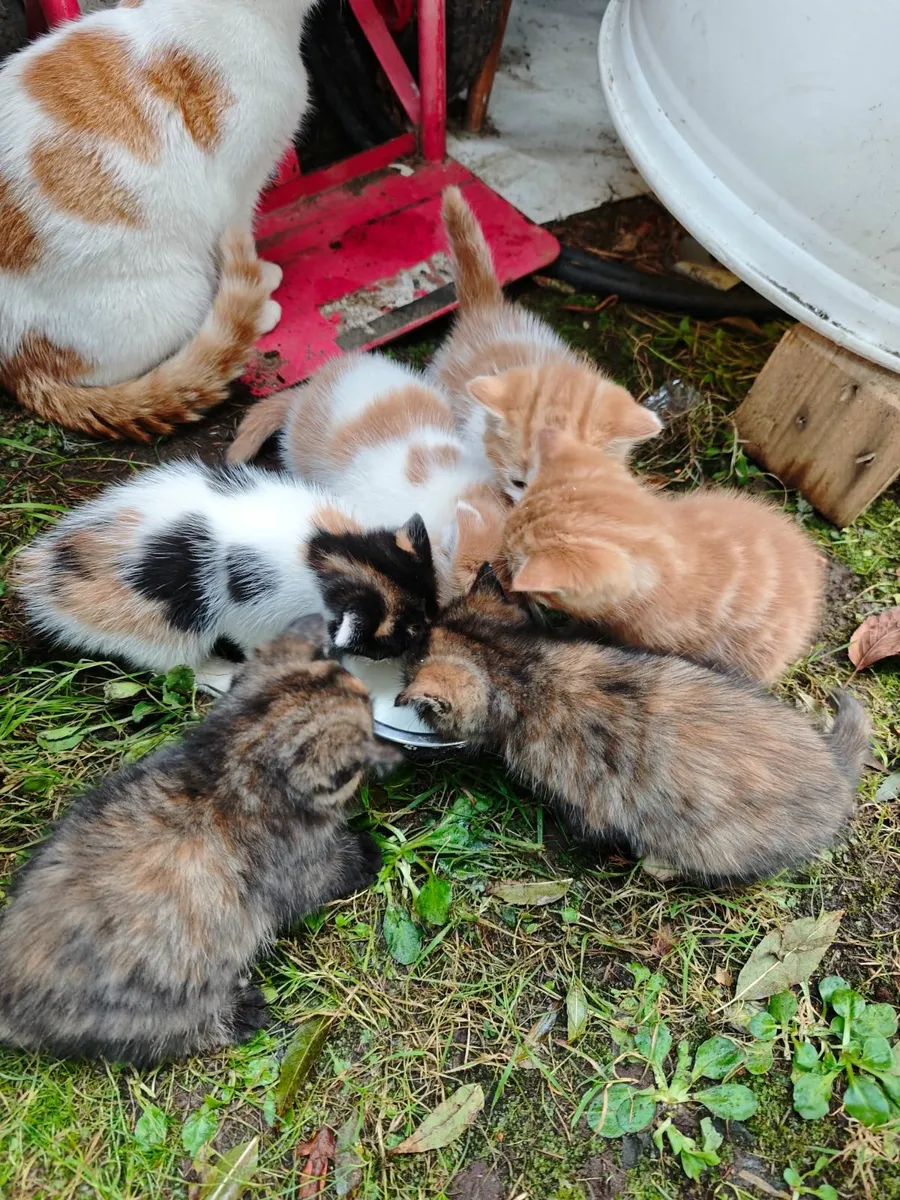 Kittens - Image 4