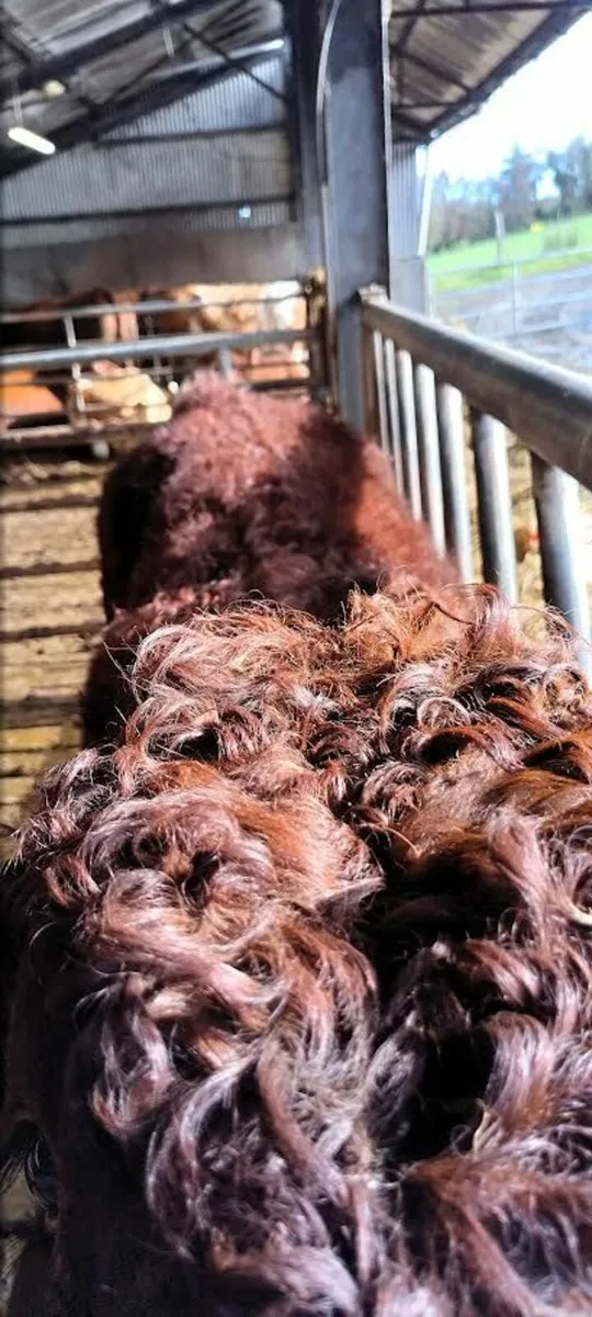 Salers Bull - Image 2