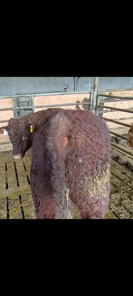 Salers Bull - Image 3