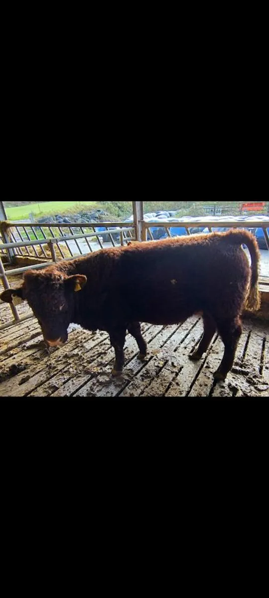 Salers Bull - Image 1
