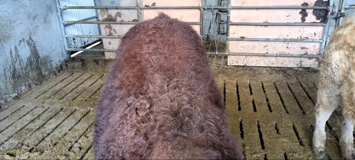 Salers Bull - Image 4