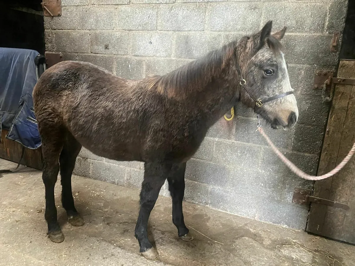Connemara Colt Foal - Image 2