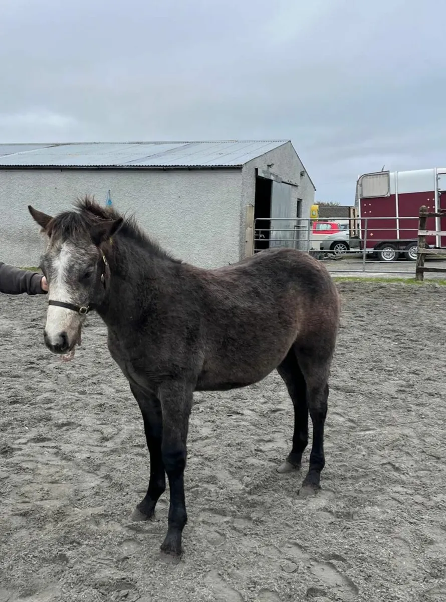 Connemara Colt Foal - Image 1