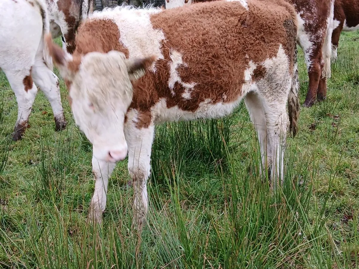 Purebred Simmental Heifer (5⭐️) - Image 4