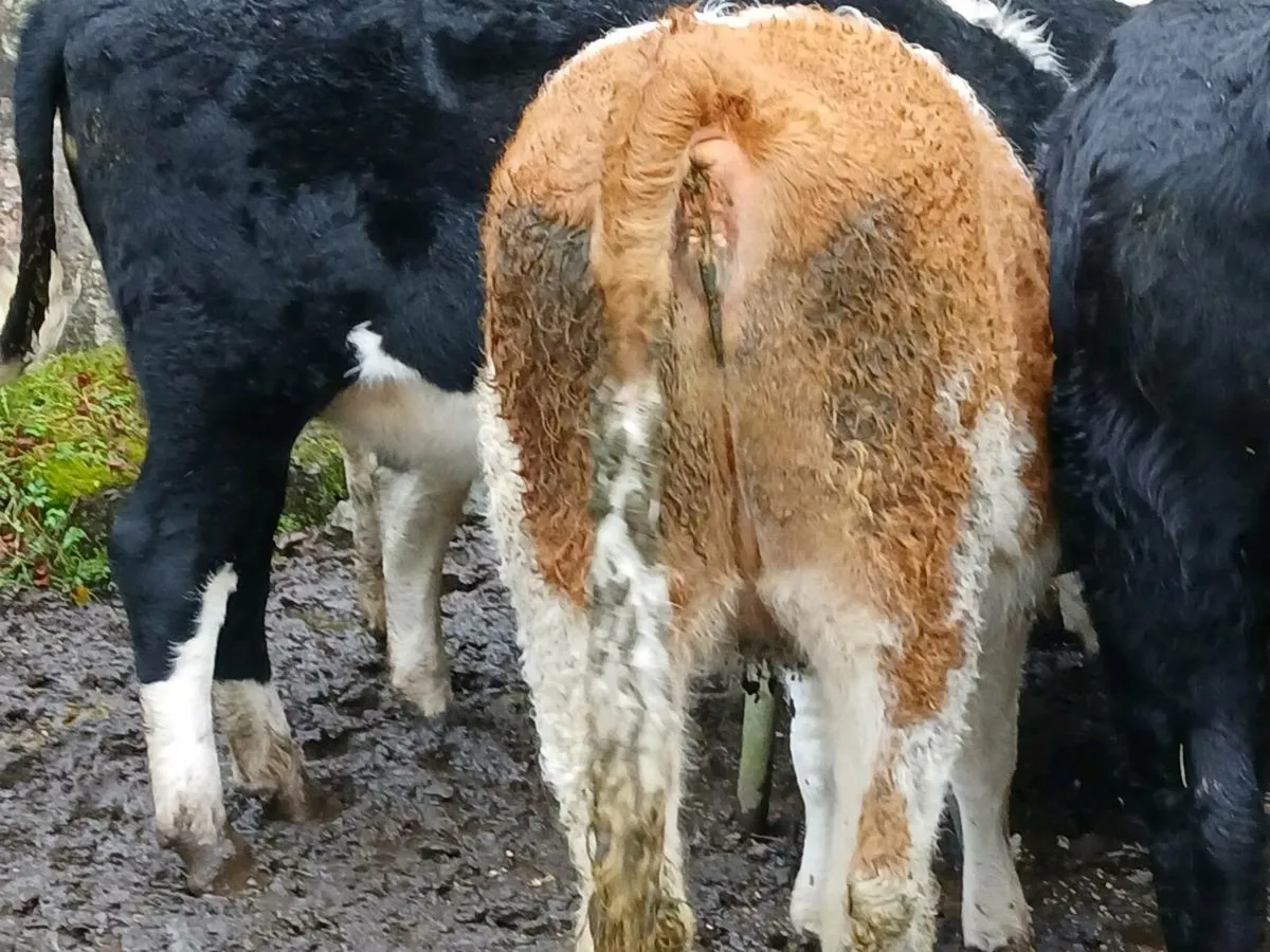 Purebred Simmental Heifer (5⭐️) - Image 2