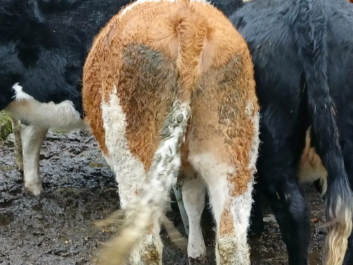 Purebred Simmental Heifer (5⭐️) - Image 3