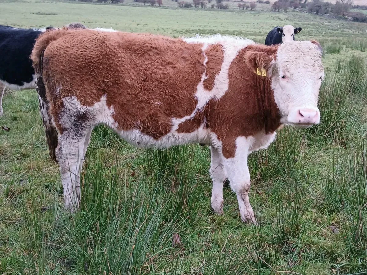 Purebred Simmental Heifer (5⭐️) - Image 1