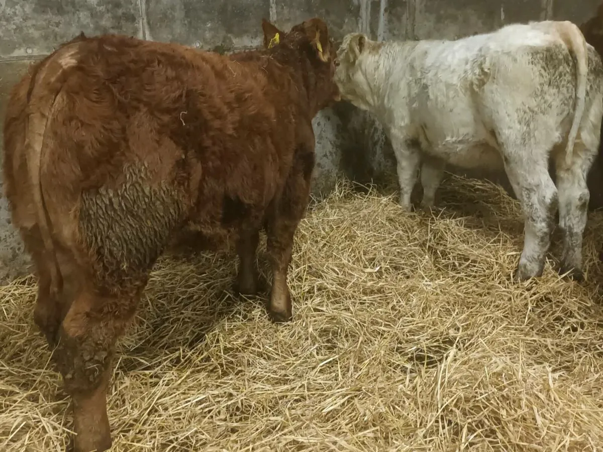3  smashing  Heifer's for sale - Image 2