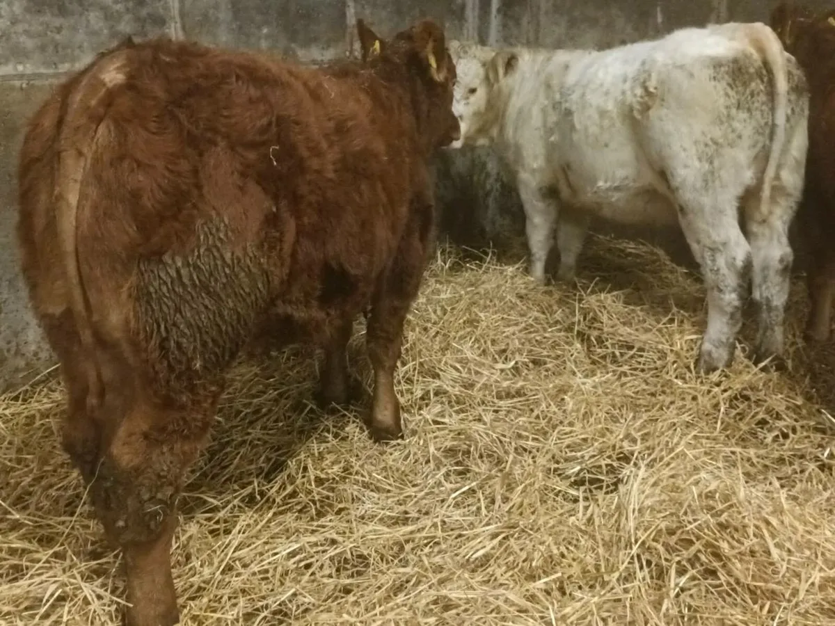 3  smashing  Heifer's for sale - Image 3