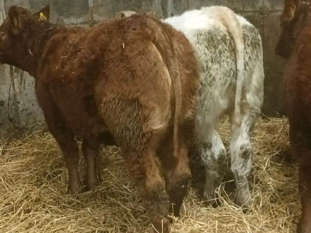 3  smashing  Heifer's for sale - Image 4