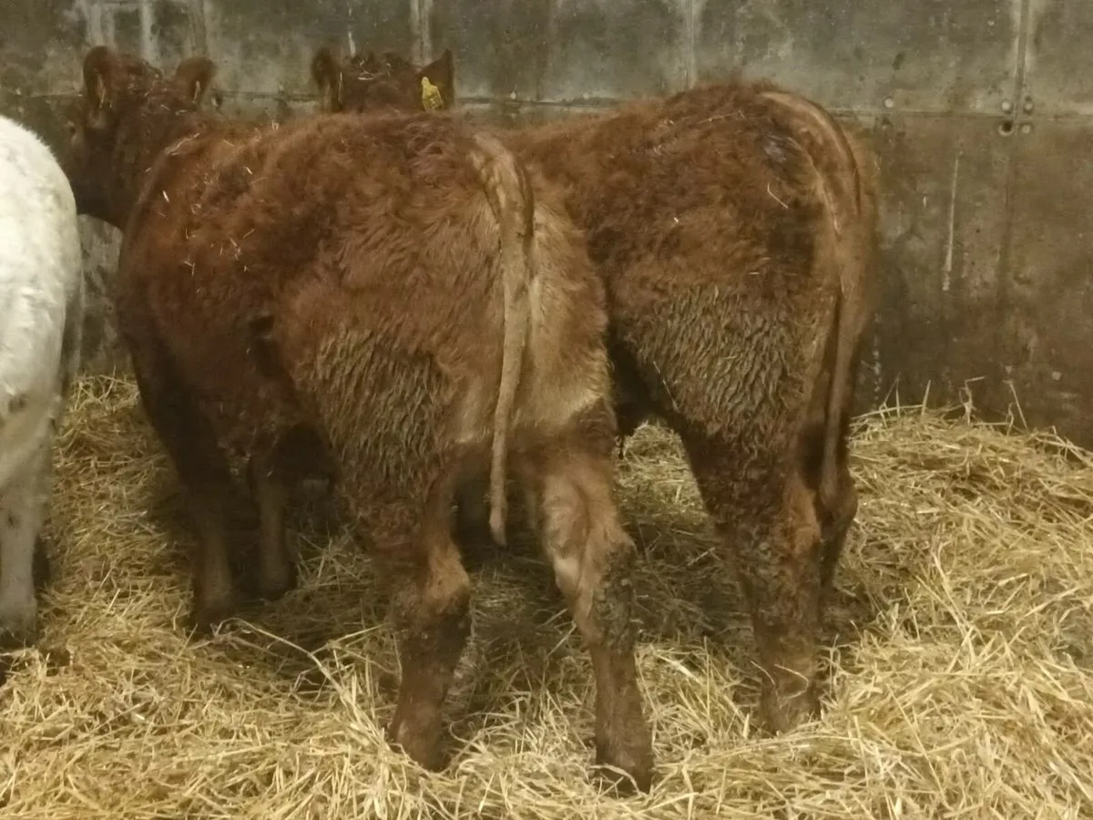 3  smashing  Heifer's for sale - Image 1